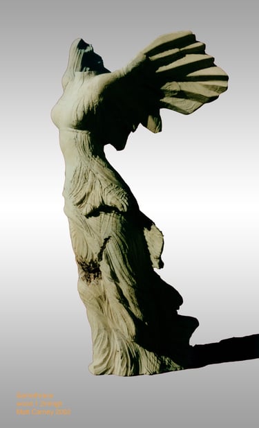 Macrocarpa pine reproduction of Samothrace