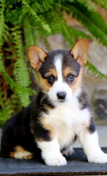 Puppies for Sale 