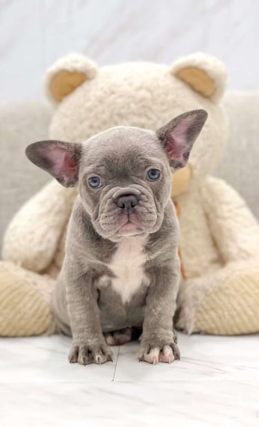 Puppies for Sale 