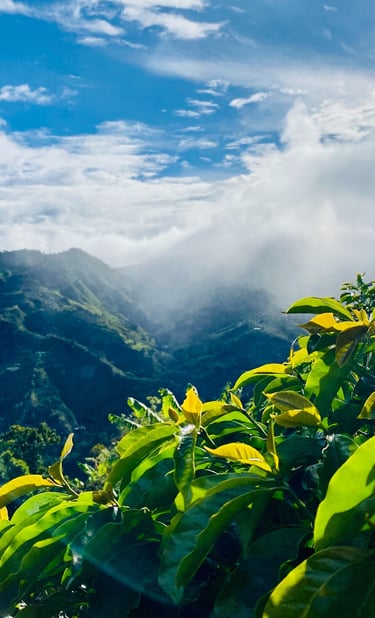 Paisaje montañas y cultivo de café