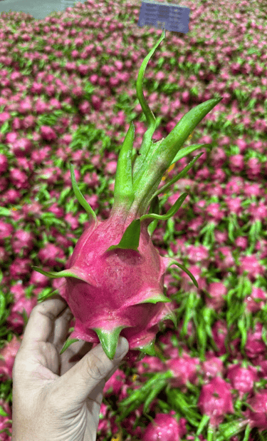 High quality dragon fruit