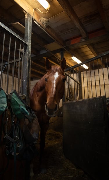 a horse in a stable with a horse in the background