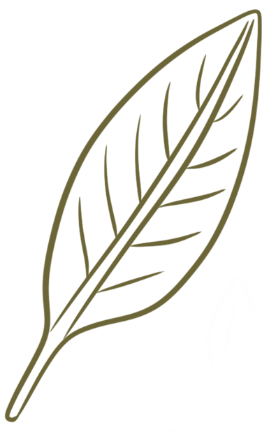 Dessin d’une feuille