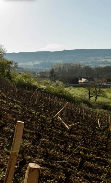 travaux dans les vignes