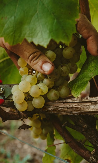 vendange chardonnay