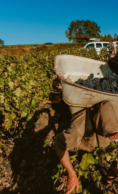 Vendanges des pinots noir