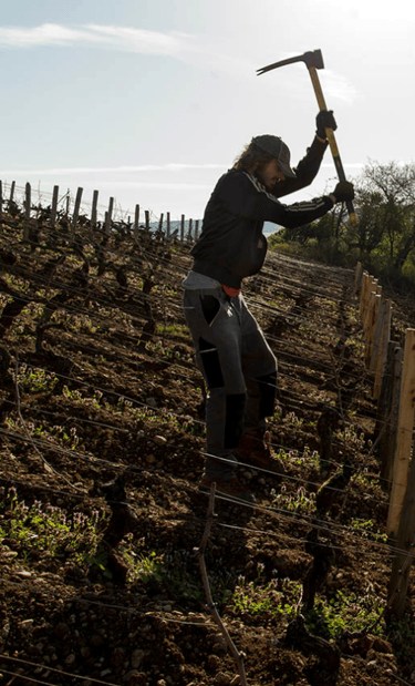 travaux dans les vignes