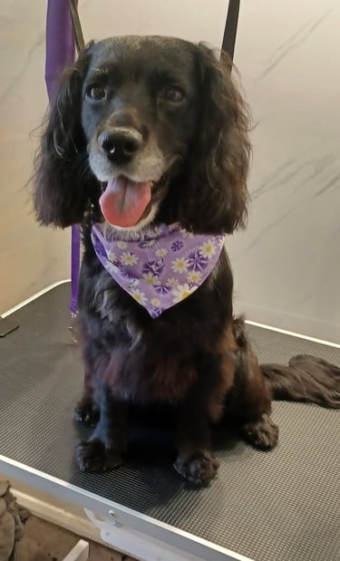 Cocker spaniel on a dog grooming table after being groomed.