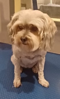 Yorkshire terrier x shiht tzu on a dog grooming table after being groomed.