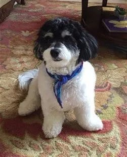 black and white maltipoo puppy