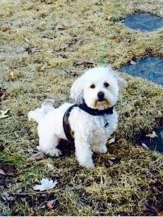white maltipoo standing in the field