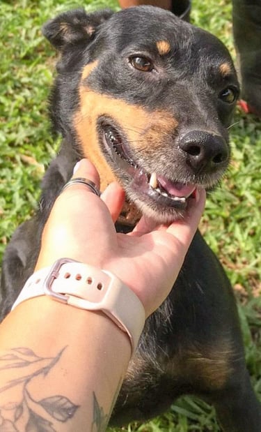 Cachorro da ONG Paraíso dos Focinhos recebendo carinho