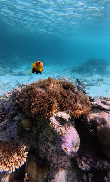 Snorkeling alle Maldive