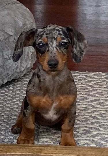 Ruby