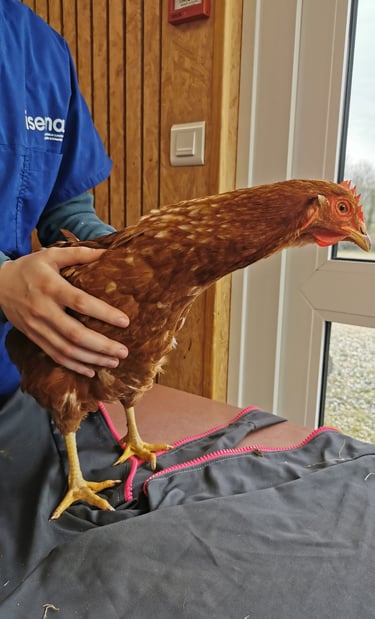 Manipulations ostéopathiques sur les poules