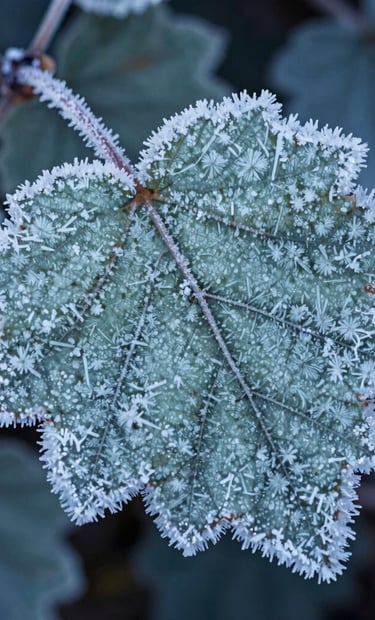 Macro photography of frost on a mountain leaf, showing crystalline textures, with a palette of soft mint and slate blue, early morning light in a North American high-altitude environment.