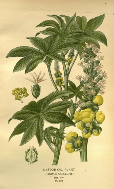 Vintage botanical illustration of a Castor-Oil Plant (Ricinus communis) with green leaves and yellow seed pods.
