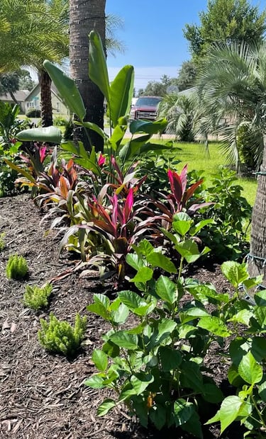 Tropical front yard landscaping featuring palm trees, dark mulch, and vibrant Ti plants in a garden bed.