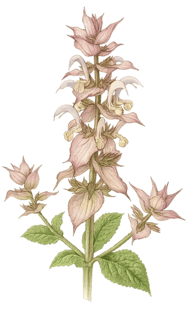 clary sage illustration