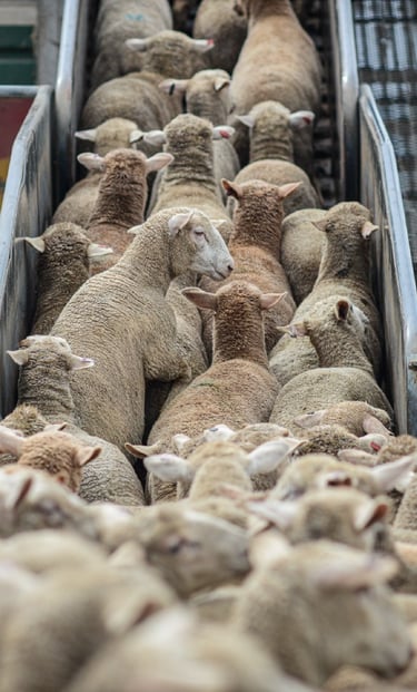 A flock of Australian sheep being transported by truck at Maalem Barka Company.