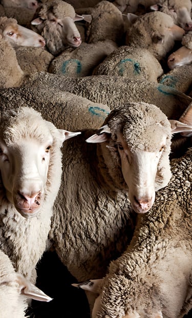 A flock of Australian sheep being transported by truck at Maalem Barka Company.