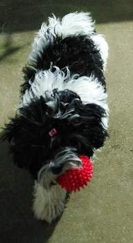 black and white puppy playing with a toy