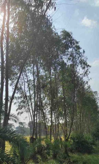 Sustainable eucalyptus nursery showing healthy young plants cultivated for international export markets.