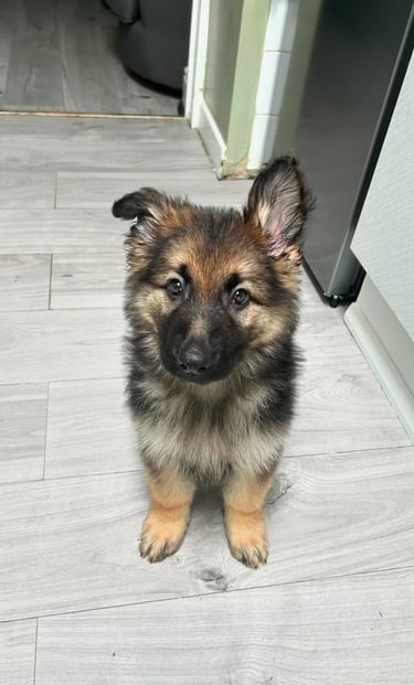 German Shepherd puppies for sale