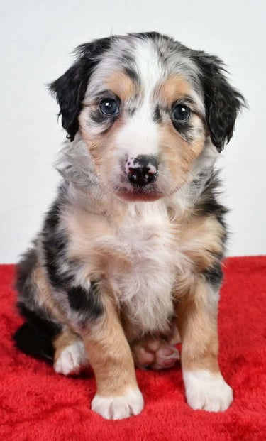 Australian Mountain Doodle Puppies for Sale