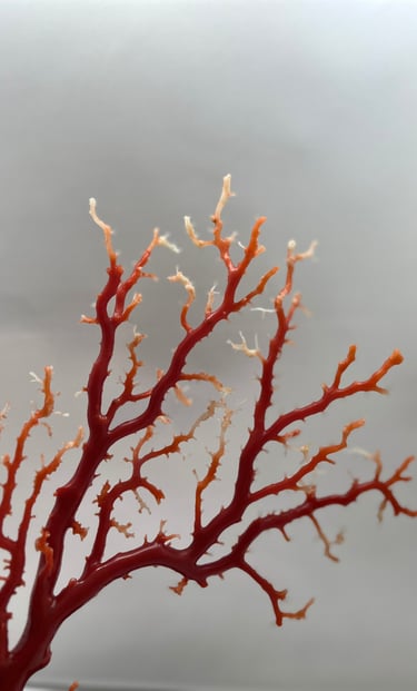 corallo moro o aka dell'oceano pacifico