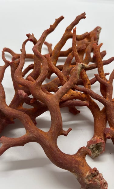 corallo rosso del mar mediterraneo ( corallium rubrum)