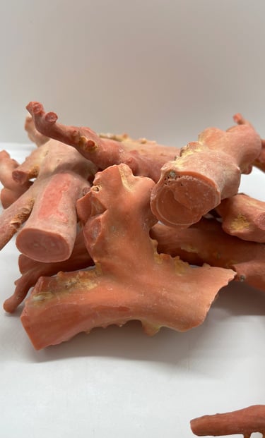 corallo macao o magay dell'oceano pacifico