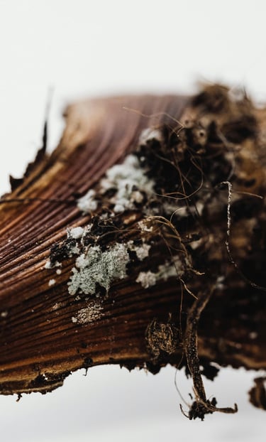 Rotting plant stump