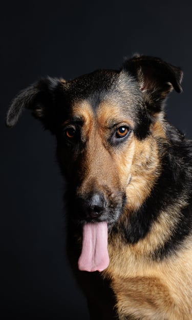 photographie animalière canine féline finistère brest