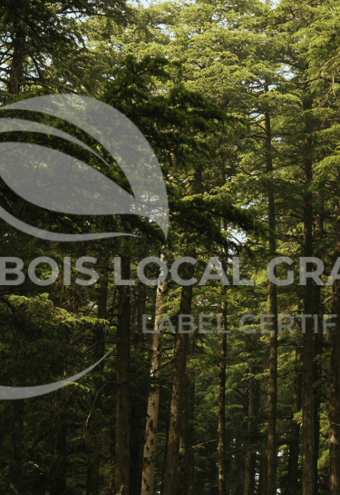 Fôret de grand Est avec des arbres très long et vert