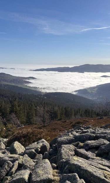 mer de nuages éboulis granitique au dessus de la vallée de Munster épicéa sorbier 