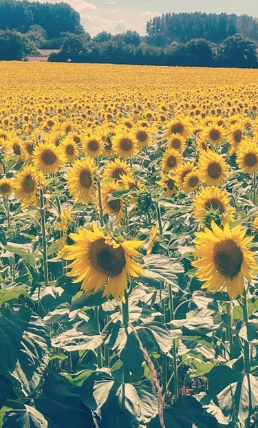 A field of sunflowers