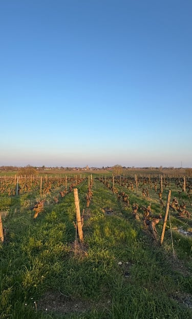Scenic view of a lush green vineyard in the countryside under a clear blue sky during sunset.