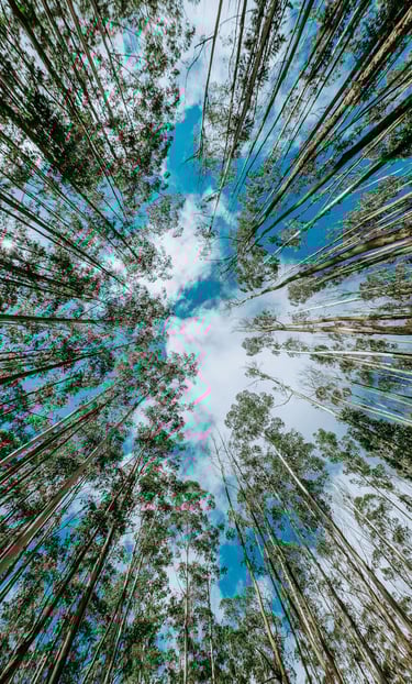 Licenciamento ambiental completo: LP, LI, LO, LOR, renovações e licenças específicas.