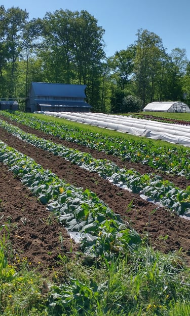 Sand Mountain Harvest Produce Delivery