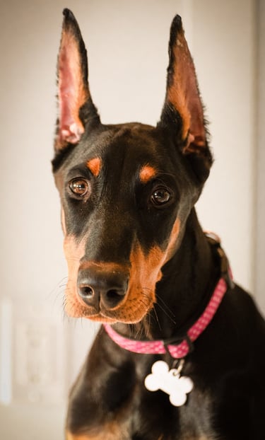 Portrait of Vixen the doberman and Zero to Hero K9 Mascot