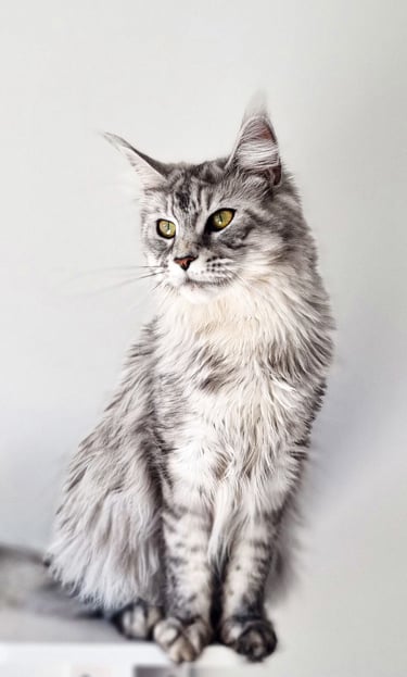 Maine Coon assis