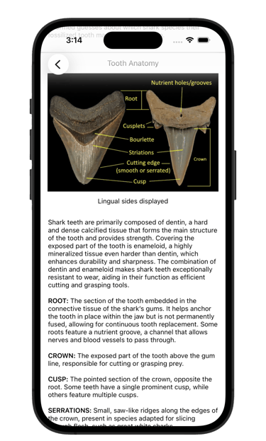 Shark tooth anatomy