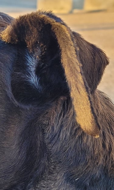 Oreille magnifique Schnauzer nain
