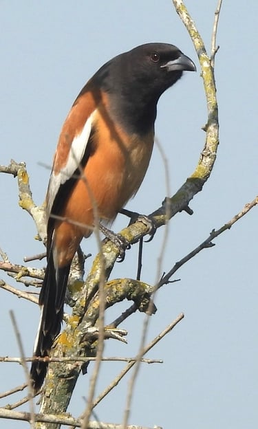 biodiversity in Bardiya Park