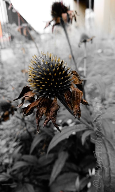 Sony Xperia XZ Premium. Edited to monochrome except sepia.