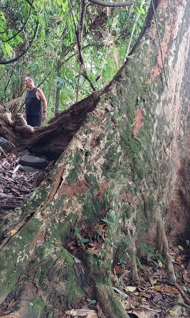 thailand khao lak lam ru national park nature trail