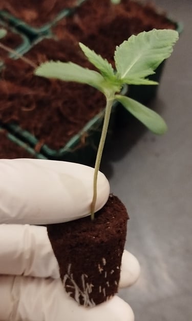Jeune semis de chanvre CBD cultivé en Bretagne, tenu par le producteur