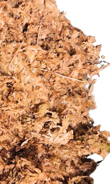 Sphagnum moss for indoor plants showing moisture-retaining texture used for propagation