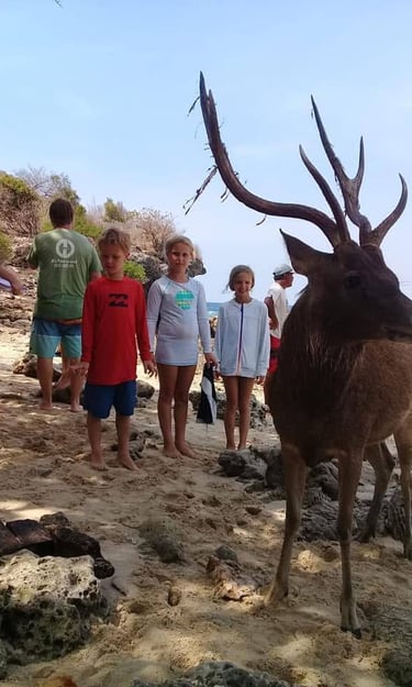 a deer is standing on a beach with people standing around at menjangan national park